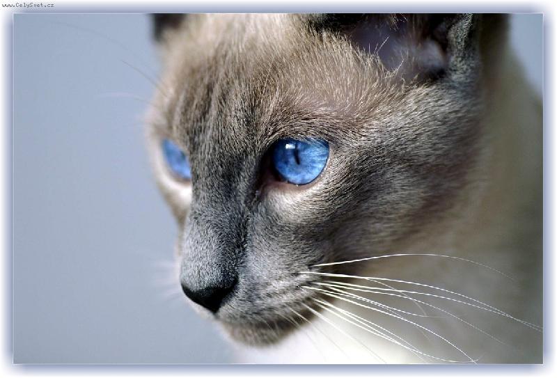 Foto: Chilli