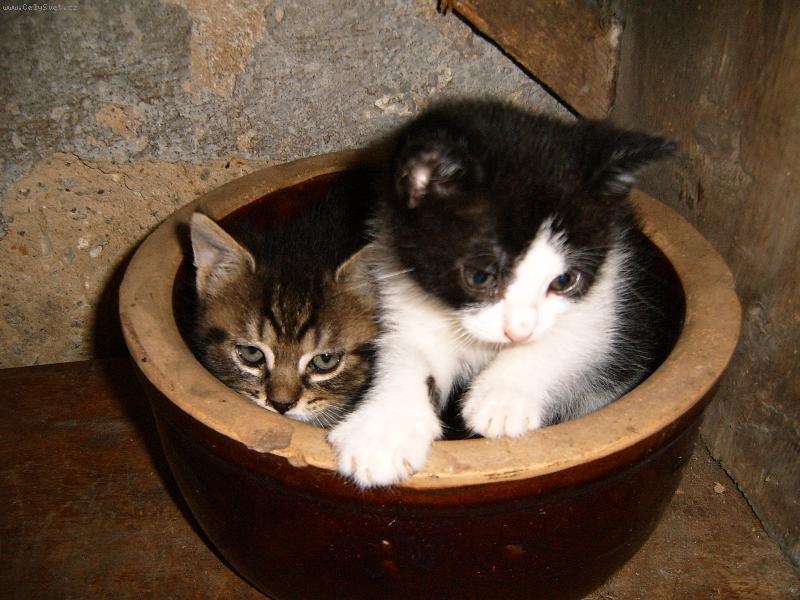 Foto: Minka a Rudik