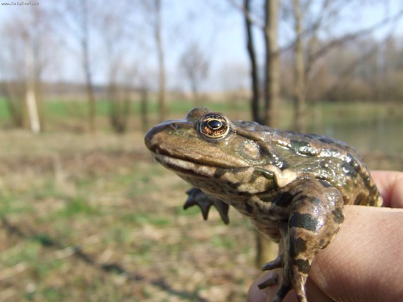 Foto: skokan