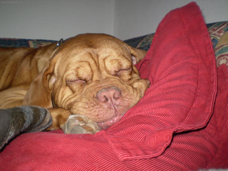 Foto: sladke sny
