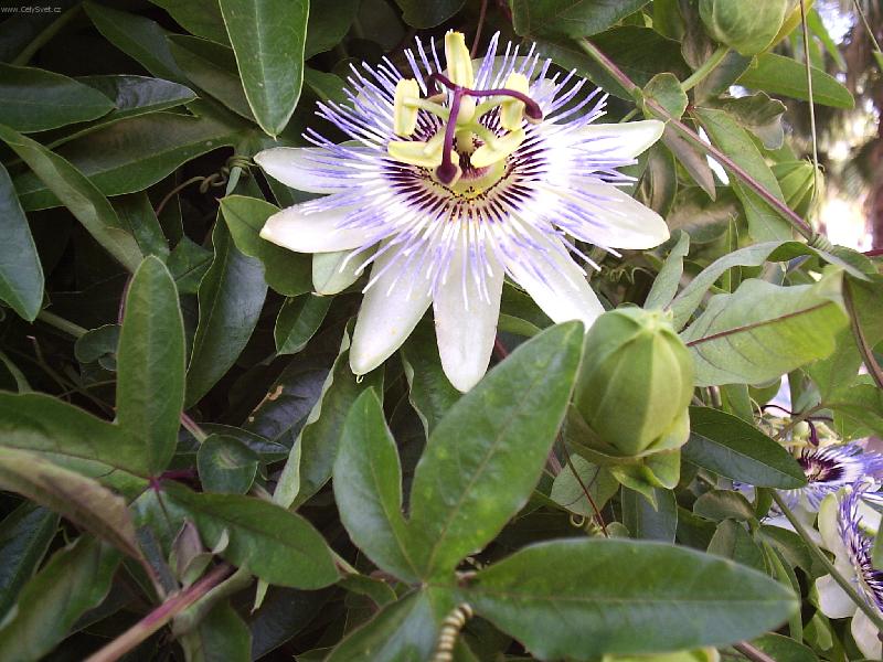 Foto: krasny kvet