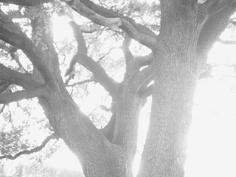 Foto: Strom nebe-Proslun�n� strom