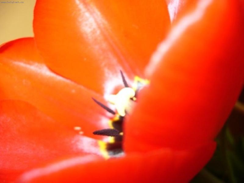 Foto: Tulip�n