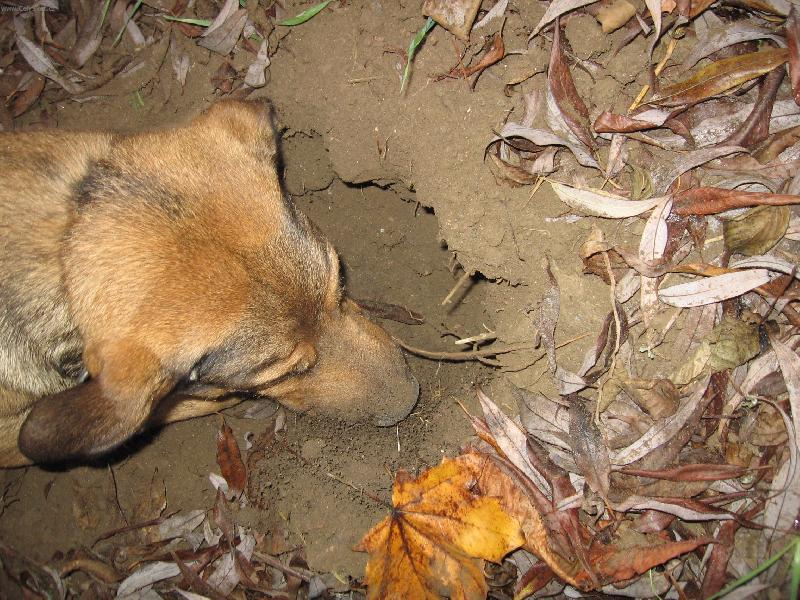 Foto: pr�kopn�k-tak uva�uju,jsem k��enec n�meck�ho ov��ka a ridgebacka...kam se prokopat,N�mecko nebo Afrika?N�mecko je bl�,tak s chut� do toho