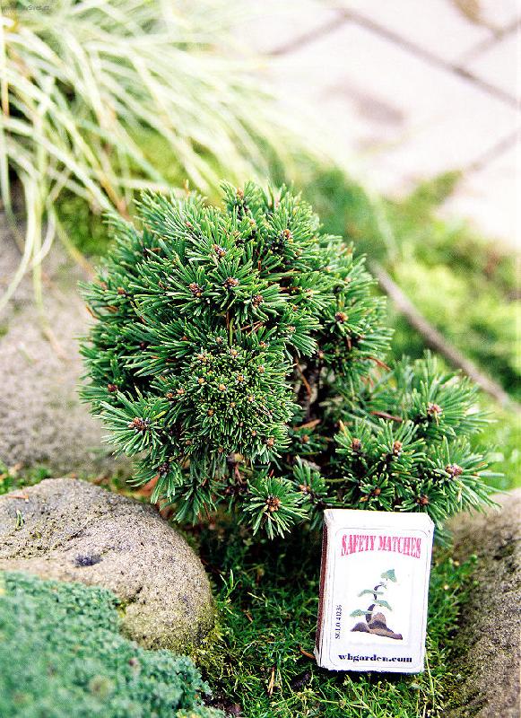Foto: �arov�n�k borovice kle�e Pinus mugo 