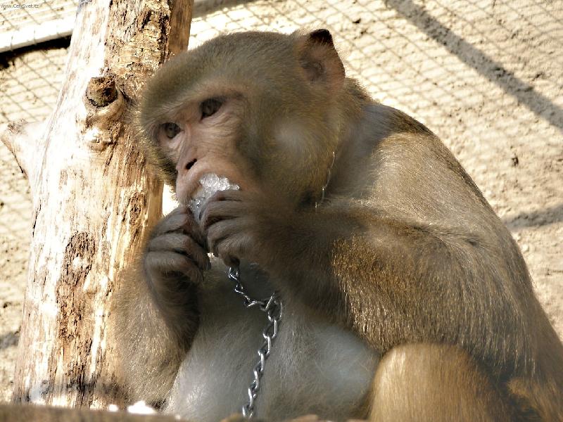 Foto: opi��k se sn�hem