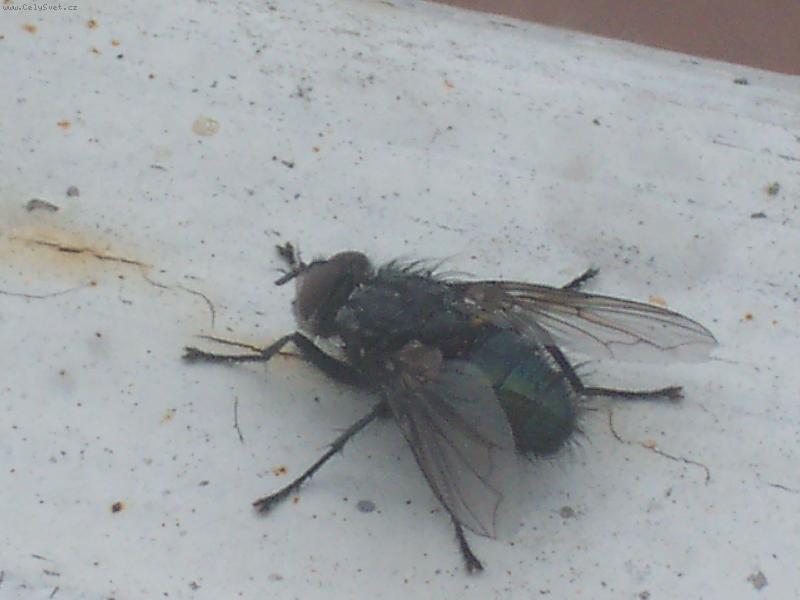 Foto: moucha