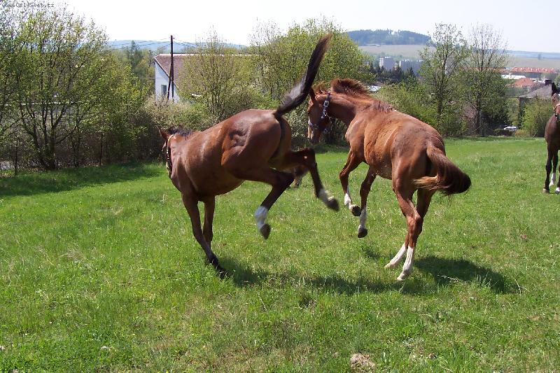 Foto: kopanec