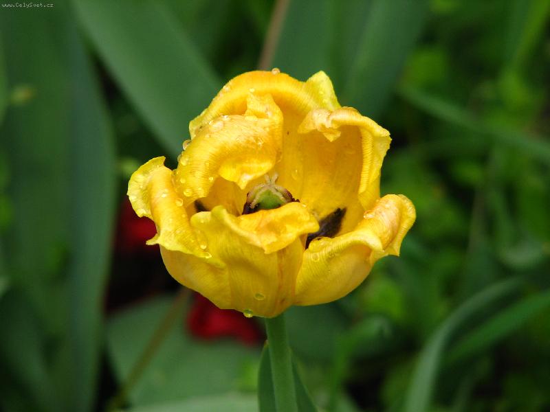 Foto: Kapky rosy