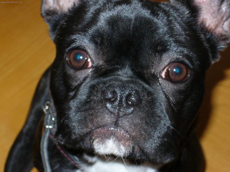Foto: Blueberry