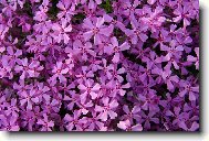 fialov� sen