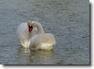 labut� l�ska