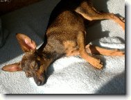 Filou�ek