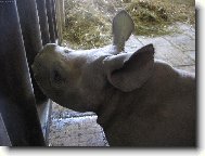 nosoro��� sle�na ze zoo DKnL