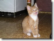 Filou�ek