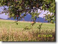 dv� srny