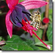 kv�t fuchsie