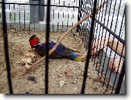poledn� klid