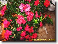 Na zimu mus� dom�