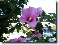 Ibi�ek