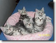 Britsk� Whiskas ko�ata
