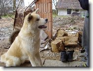 M� je�t� pi�kotku?
