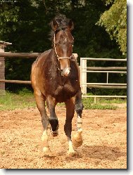 Pavl�k