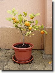 mandarinka