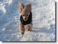 U�i jak str��ek Fido a sn�h m�m r���d.