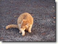 O�ISTA