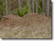 Mraveni�t�