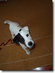 nevi��tko