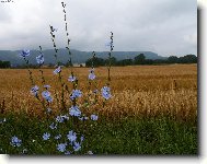 �ekanka