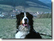 Bene�ek