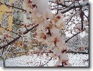 Posledn� sn�h