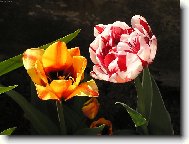 mamin�iny tulip�ny
