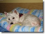 N� Miky�