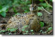pan� ba�antov�