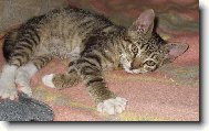 PRVN� CHV�LE V NOV�M DOMOV�