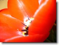 Tulip�n