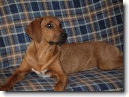 Baron-4m�s�ce