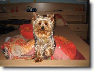 N� yorkshirek Pluto