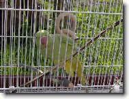 N� Hugo