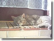 V�Clav