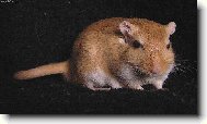 P�skomil