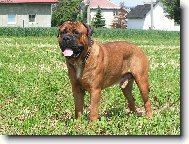 Fido Stra�nicky Raj