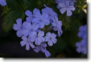 Olouv�nec