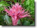 �chmea