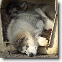 Alja�sk� malamut