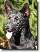 Australsk� kelpie